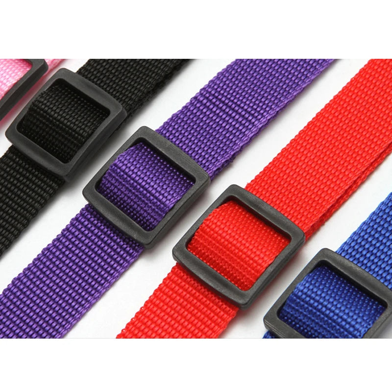 Ceinture de sécurité pour chien en voiture