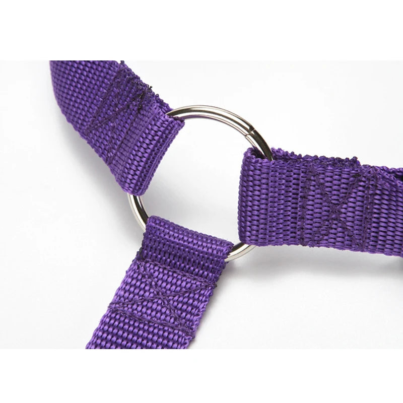 Ceinture de sécurité pour chien en voiture