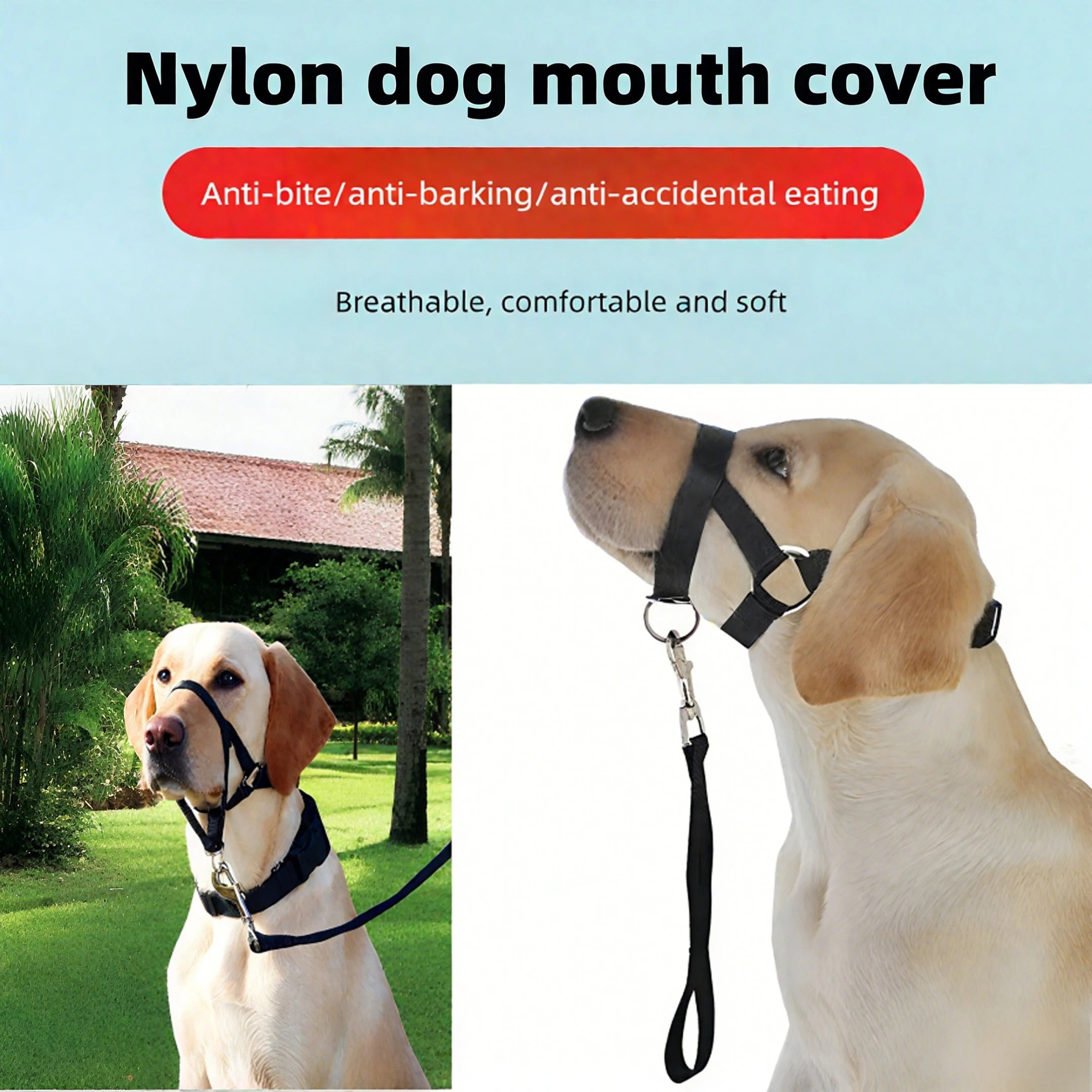 Collier pour chien, muselière
