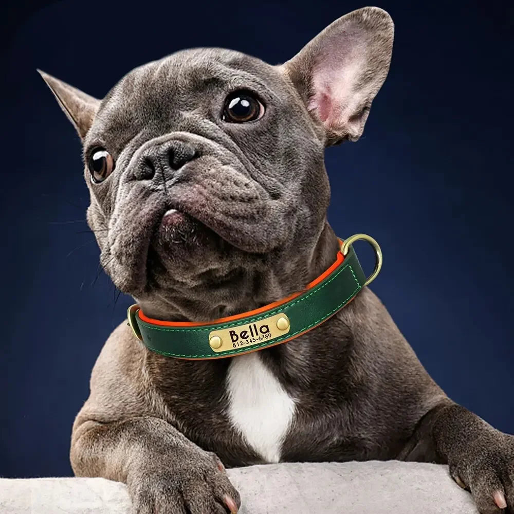Collier pour chien