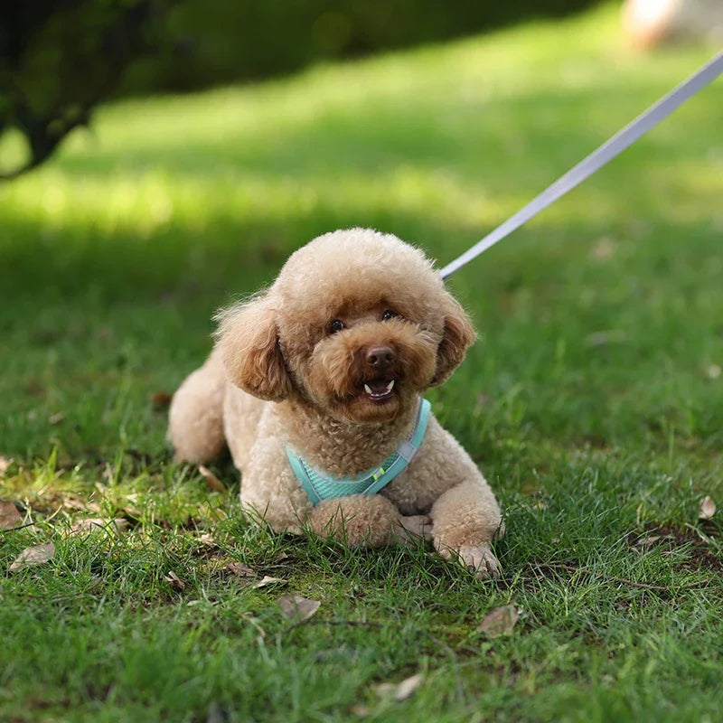 Ensemble harnais pour chiot