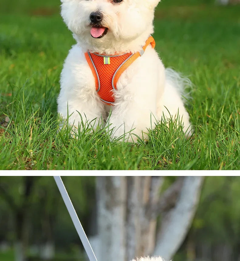 Harnais pour chien