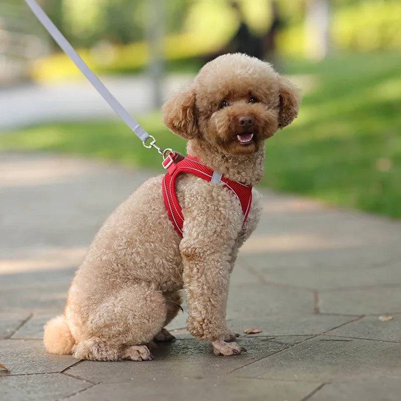 Ensemble harnais pour chiot