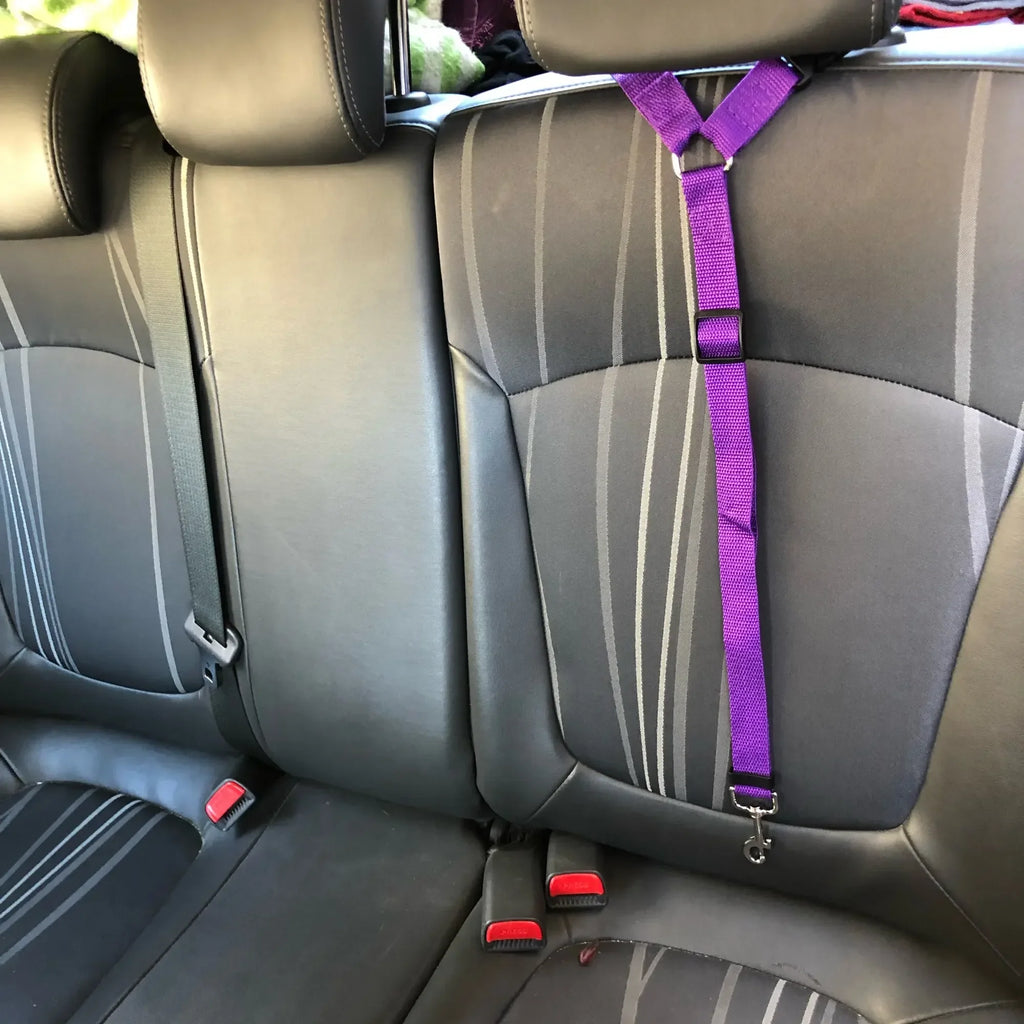 Ceinture de sécurité pour chien en voiture