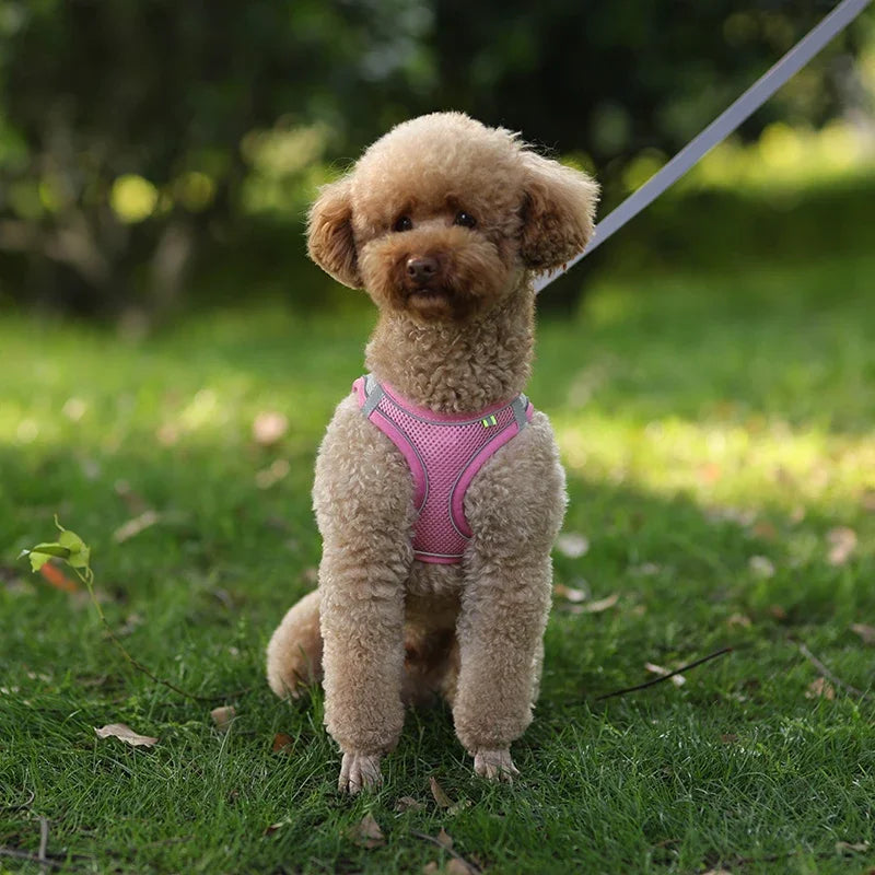 Ensemble harnais pour chiot