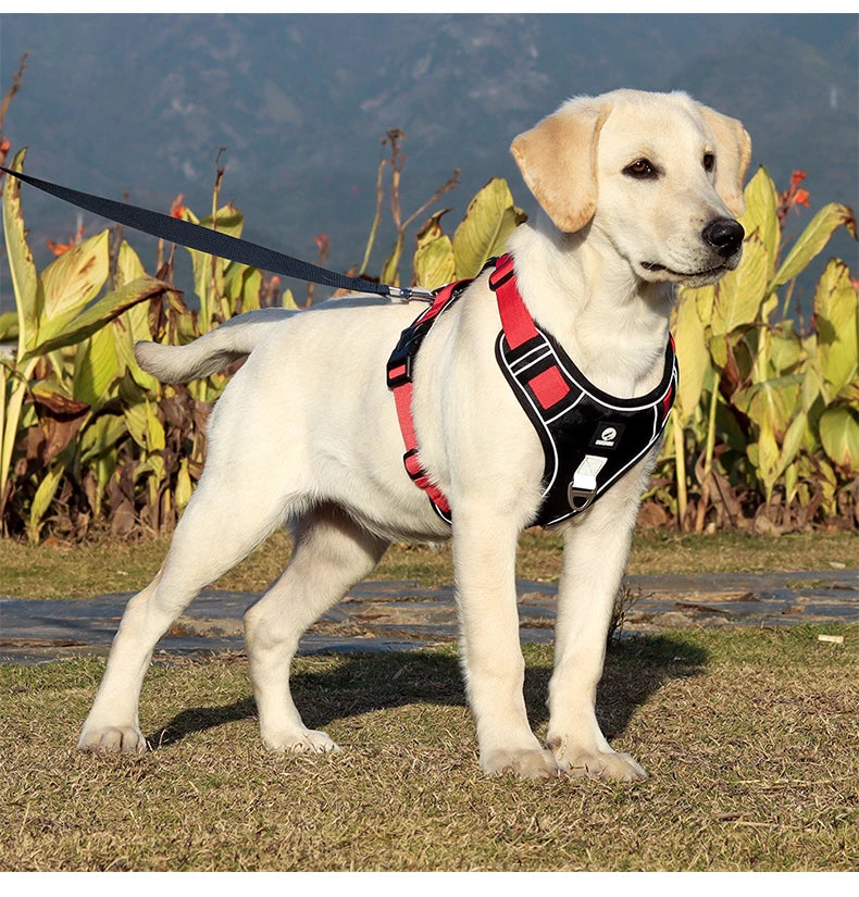 Harnais pour chien
