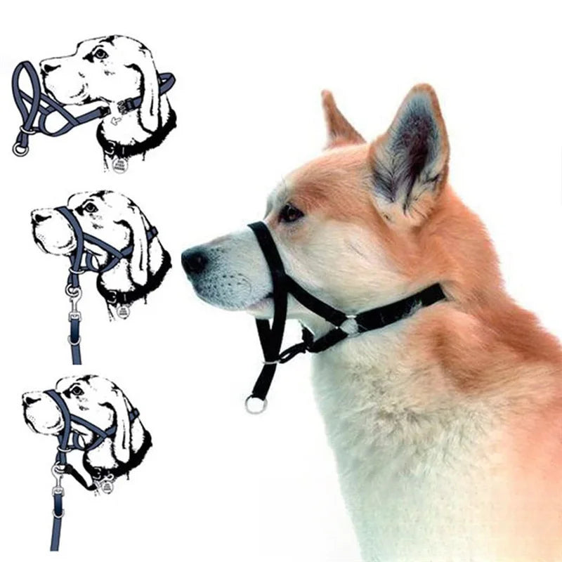 Collier pour chien, muselière