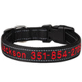 Collier pour chien