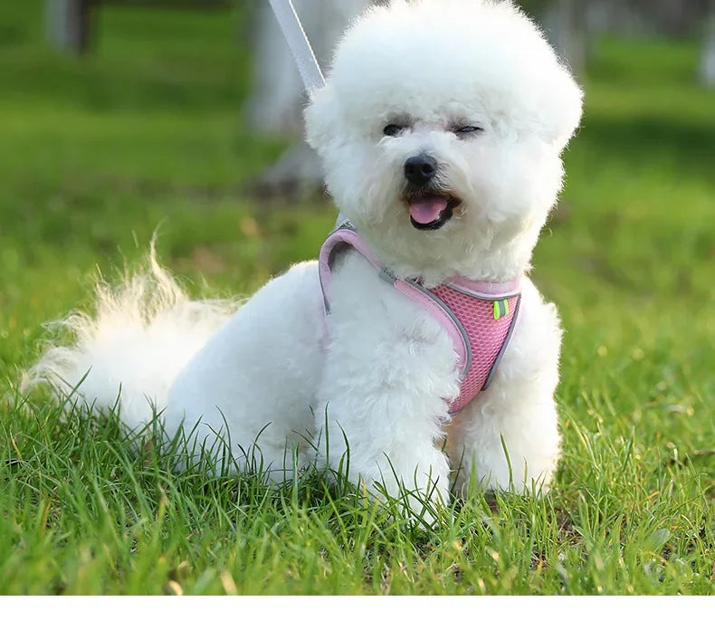 Harnais pour chien