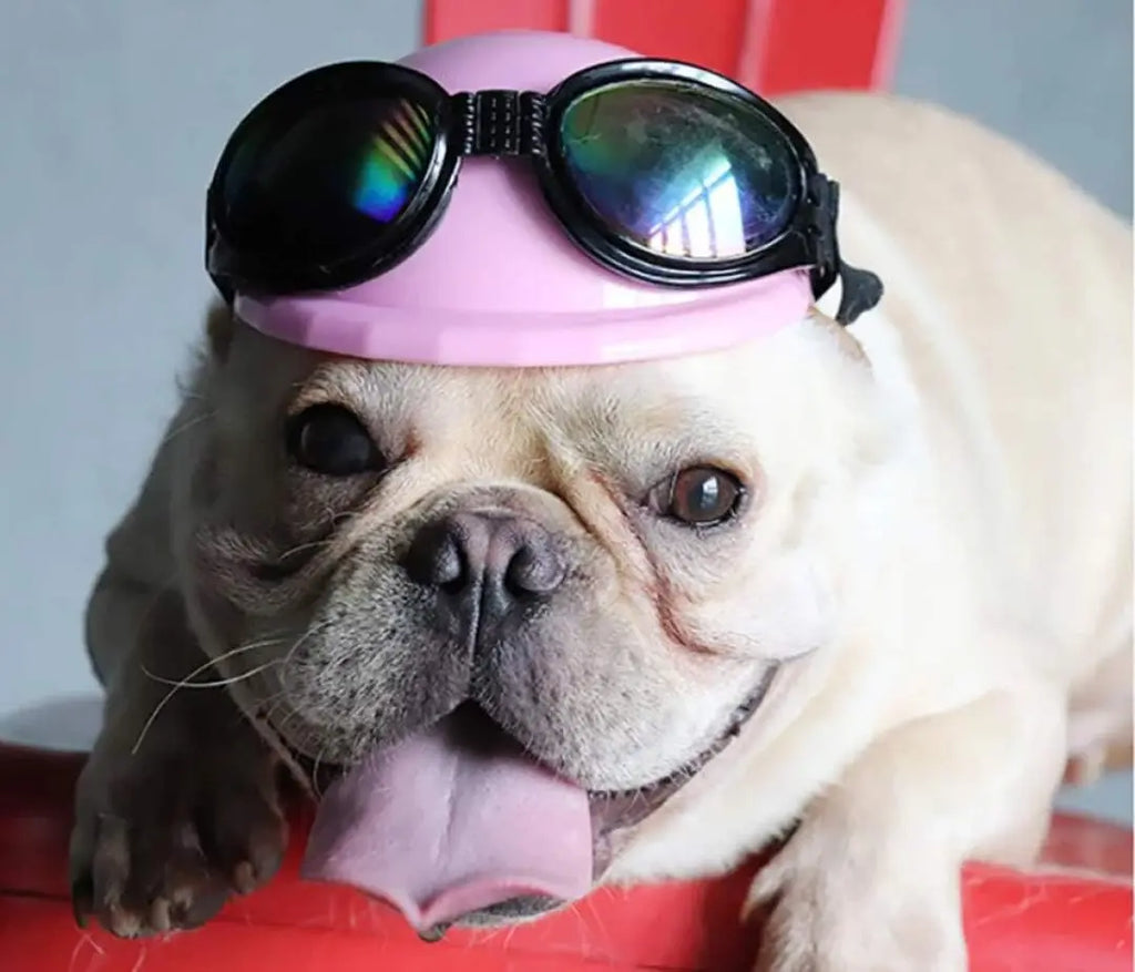 Ensemble casque et lunettes de protection pour animaux