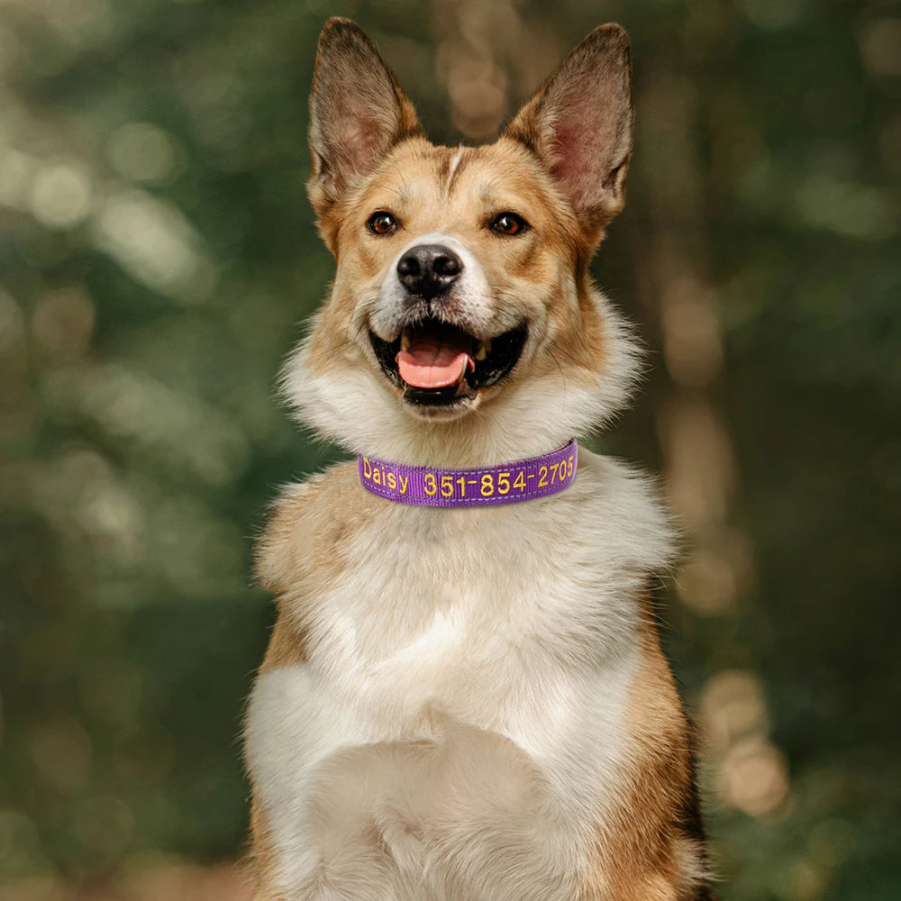 Collier pour chien