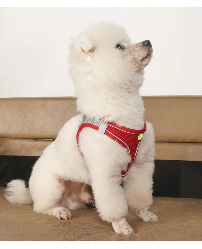 Ensemble harnais et laisse pour petits chiens (bouledogue français, chihuahua, carlin)