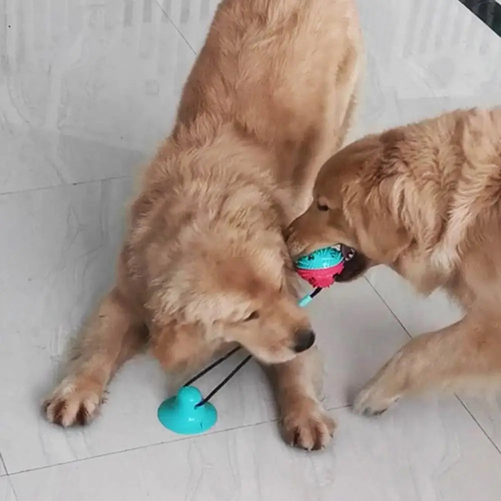 Jouet pour chien
