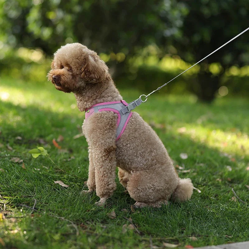 Ensemble harnais pour chiot