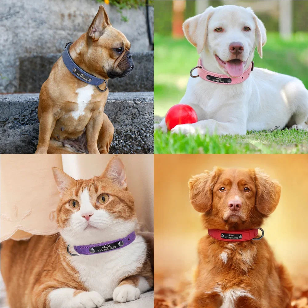 Collier pour chien