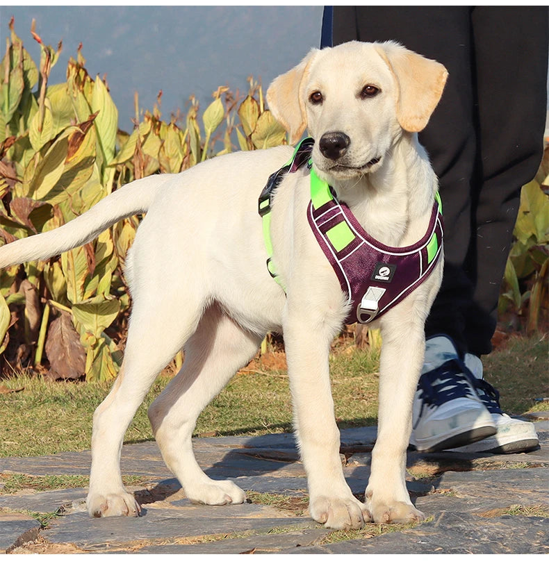 Harnais pour chien