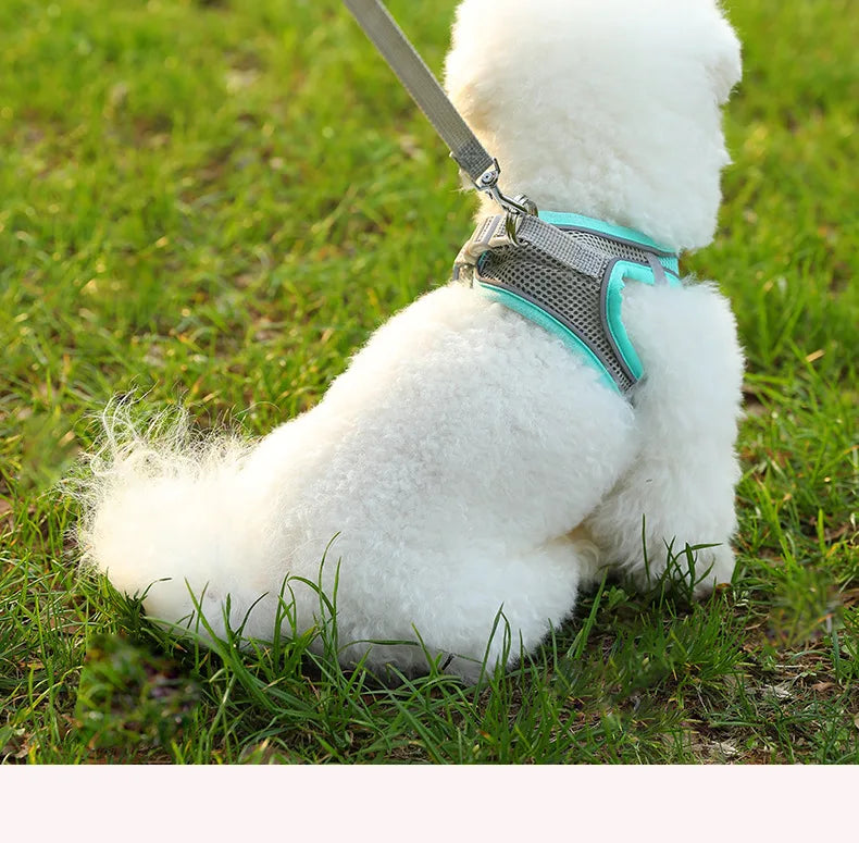 Harnais pour chien