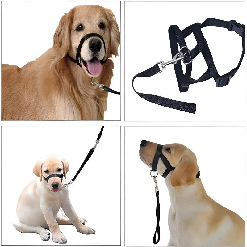 Collier pour chien, muselière