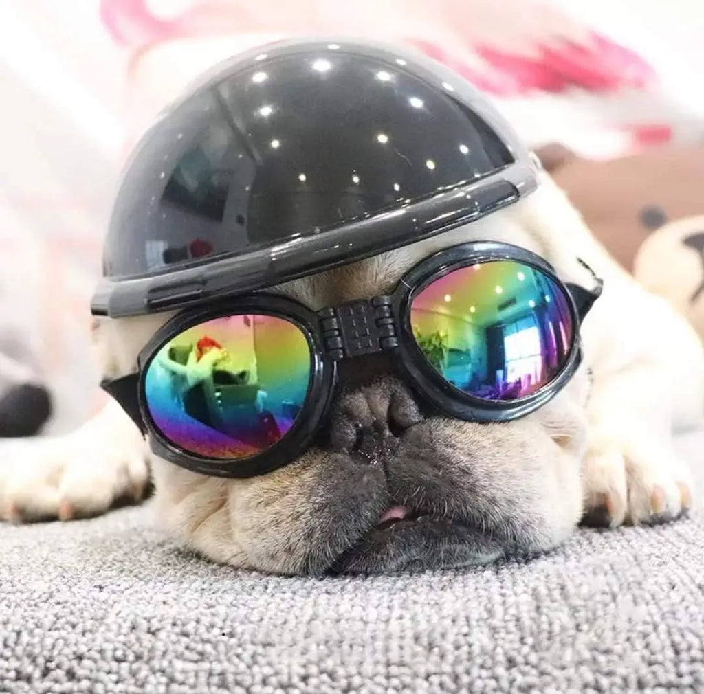 Ensemble casque et lunettes de protection pour animaux
