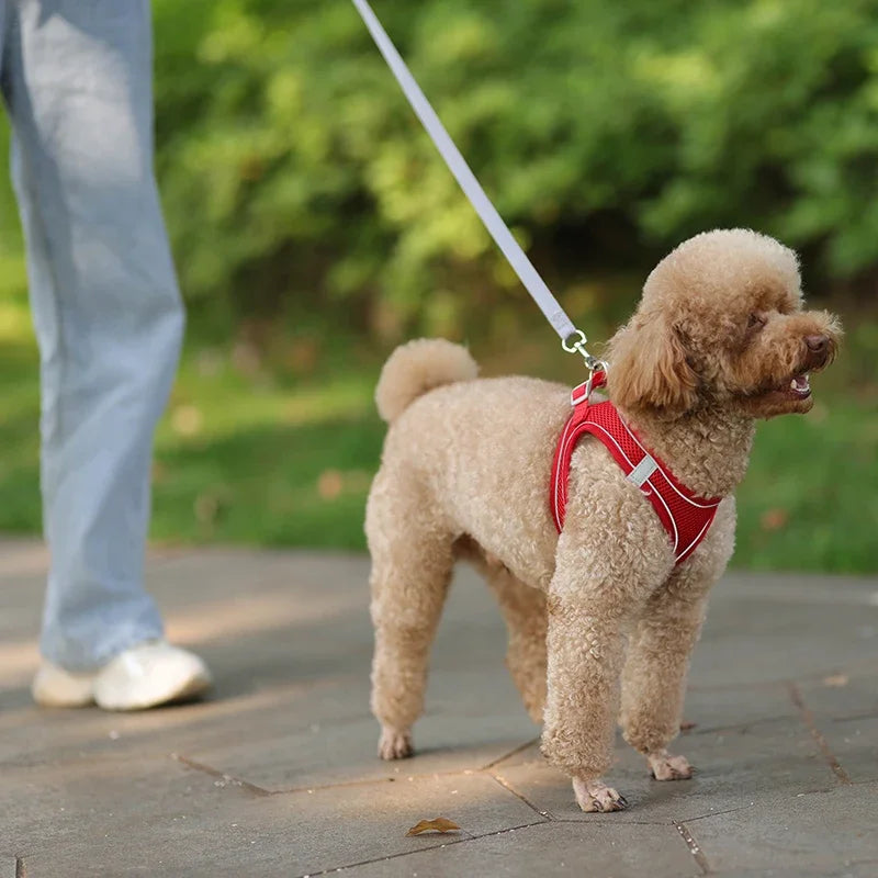 Ensemble harnais pour chiot