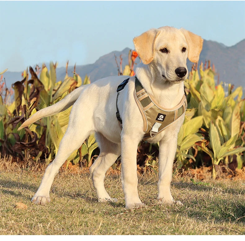 Harnais pour chien