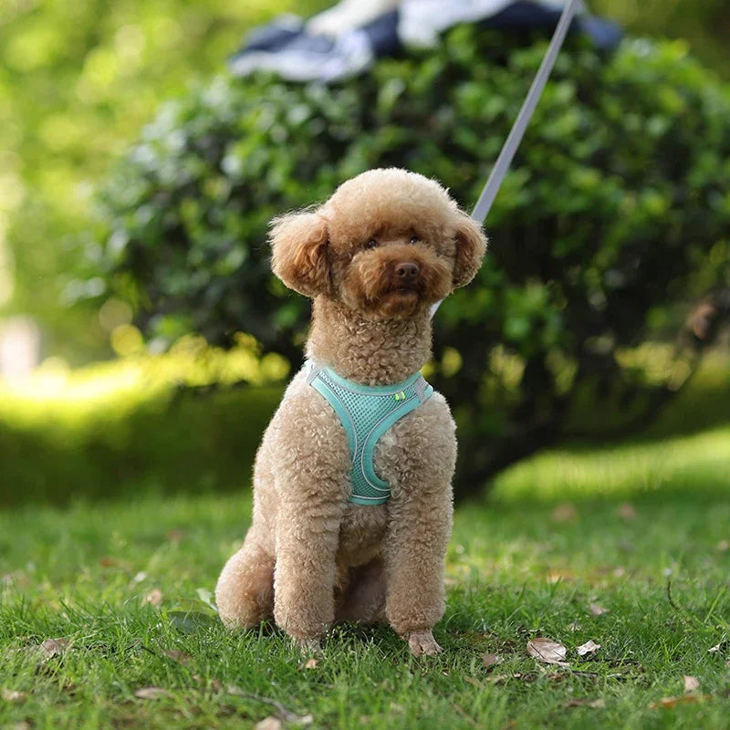 Ensemble harnais pour chiot