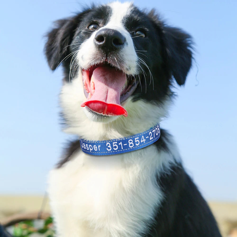 Collier pour chien