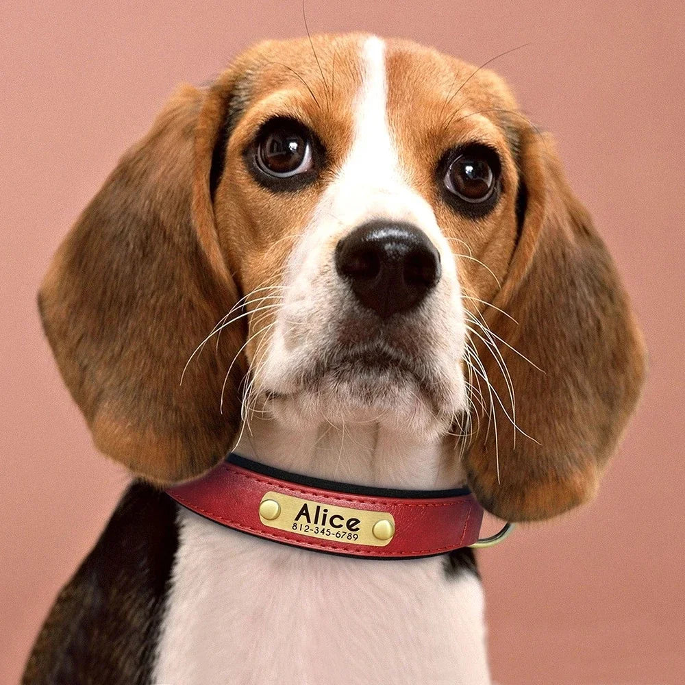 Collier pour chien