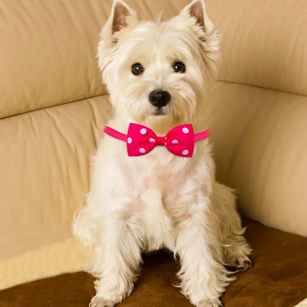 Collier pour chien