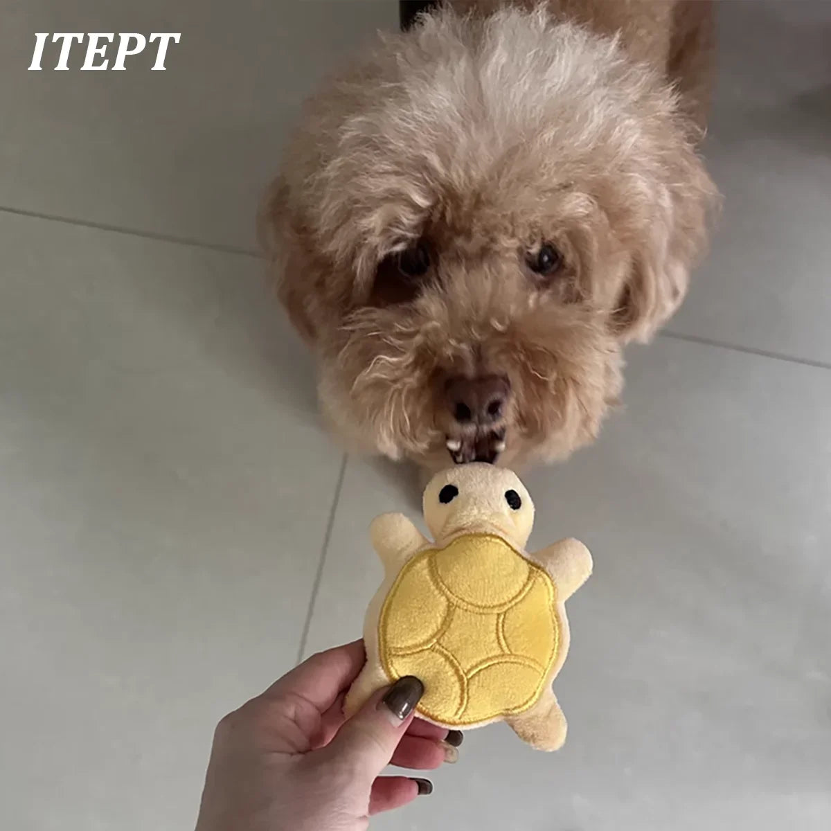 Mini Tortue en peluche à mâcher pour chiots