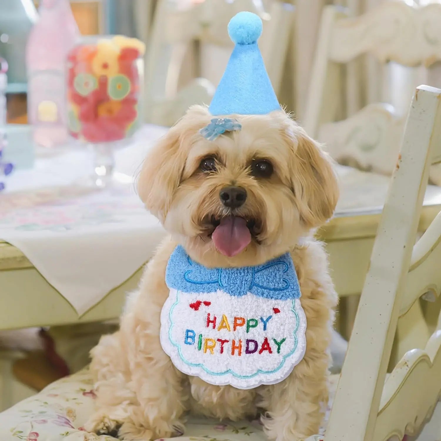 Décorations d'anniversaire pour animaux de compagnie