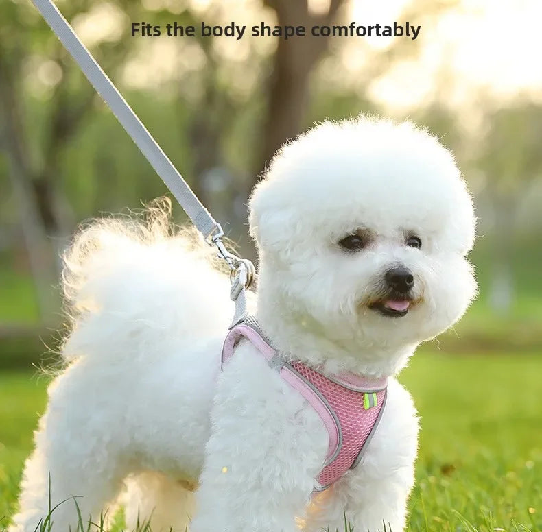 Harnais pour chien