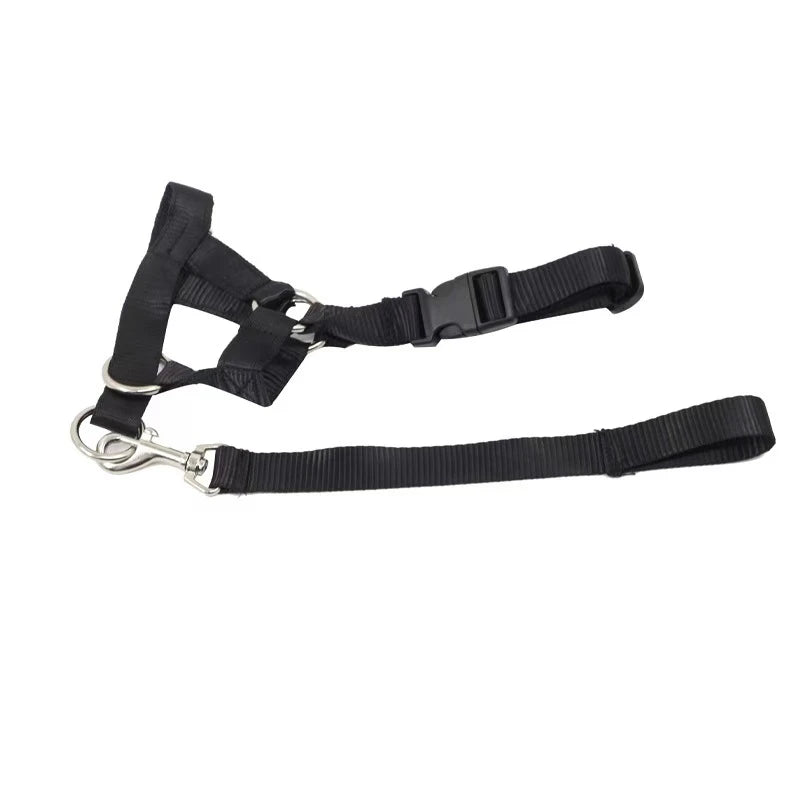 Collier pour chien, muselière