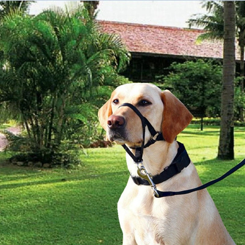 Collier pour chien, muselière