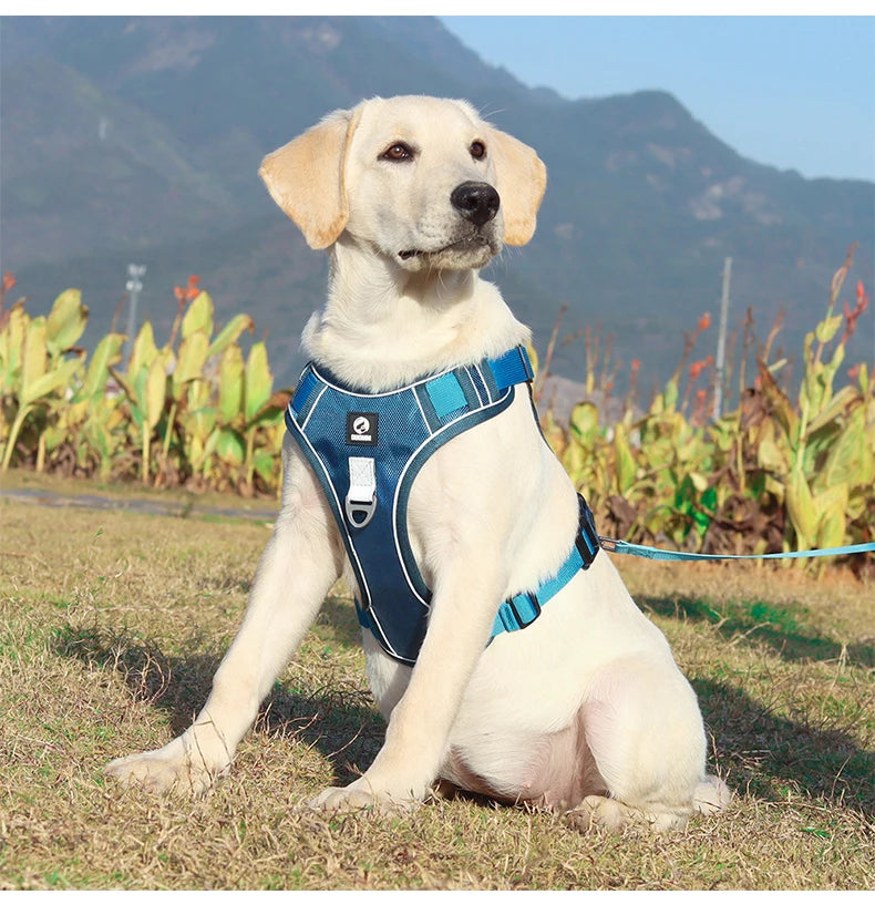 Harnais pour chien