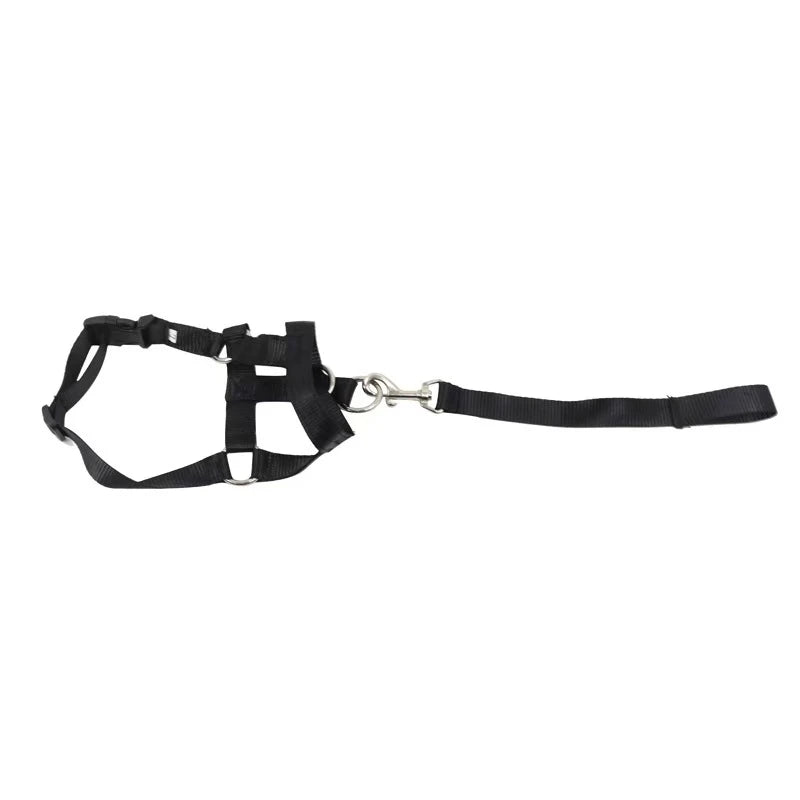 Collier pour chien, muselière