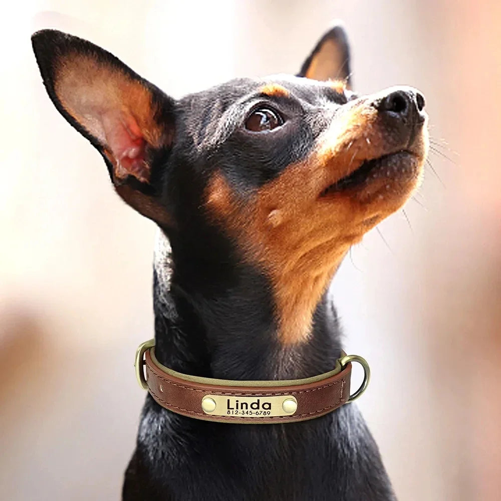 Collier pour chien