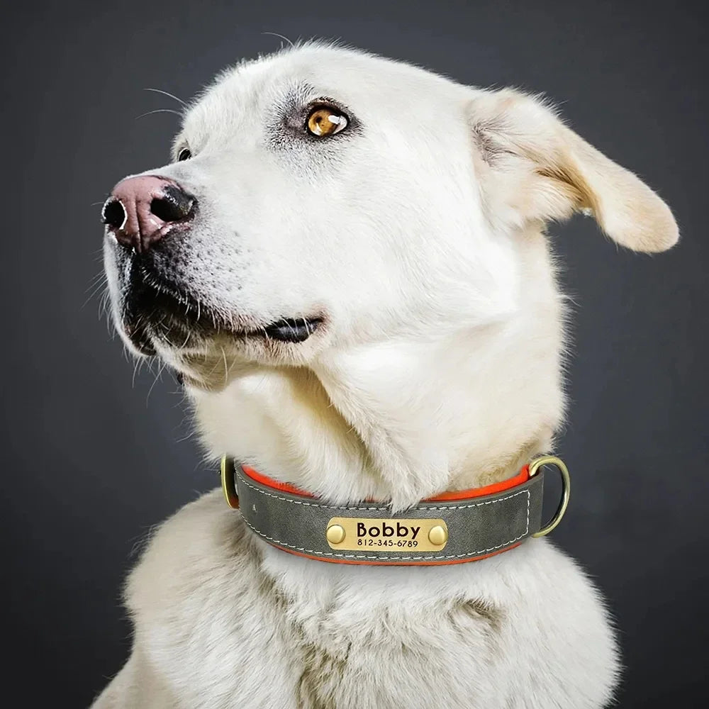 Collier pour chien
