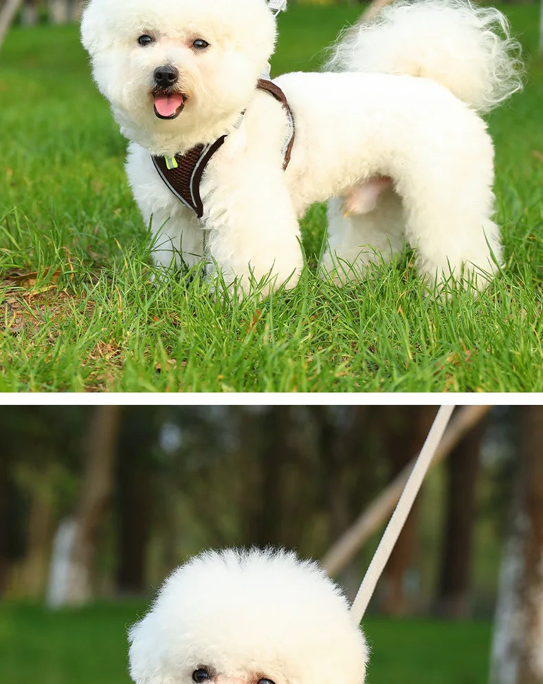 Harnais pour chien