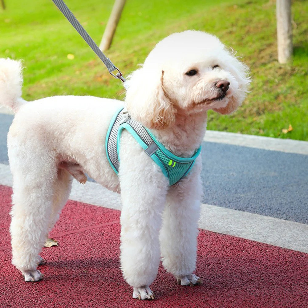 Harnais pour chat et chien, gilet, cordelette de poitrine, ensemble réfléchissant, respirant et réglable
