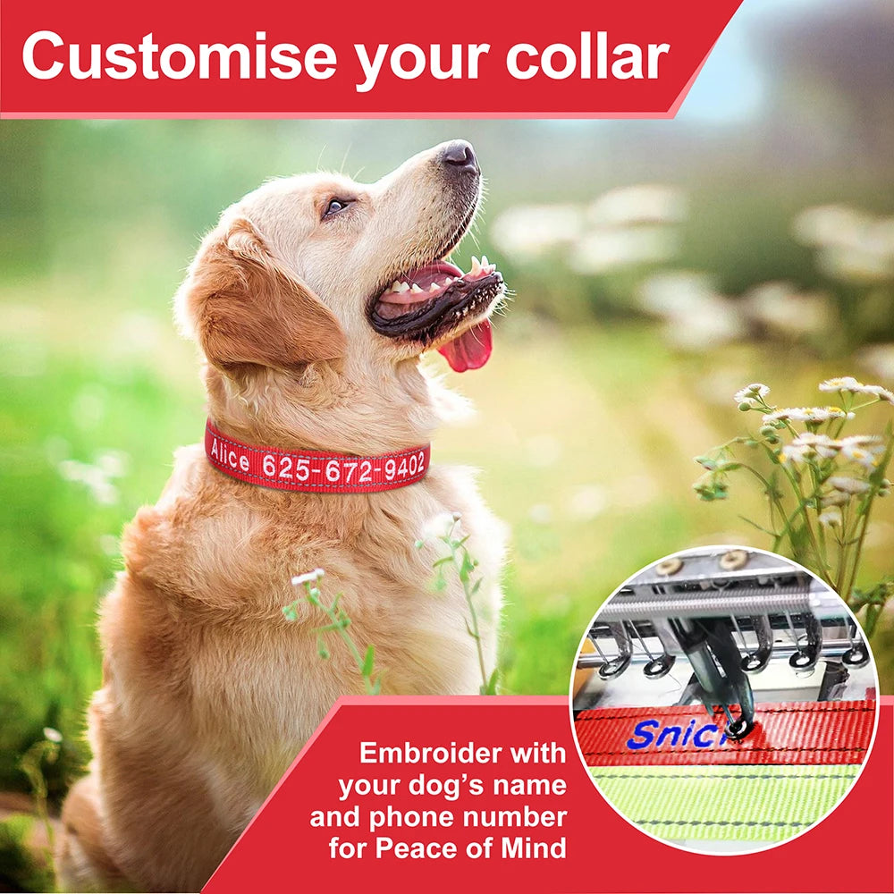 Collier pour chien