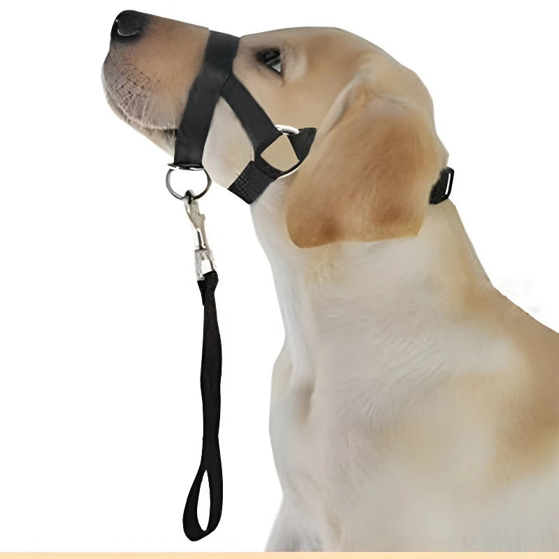 Collier pour chien, muselière