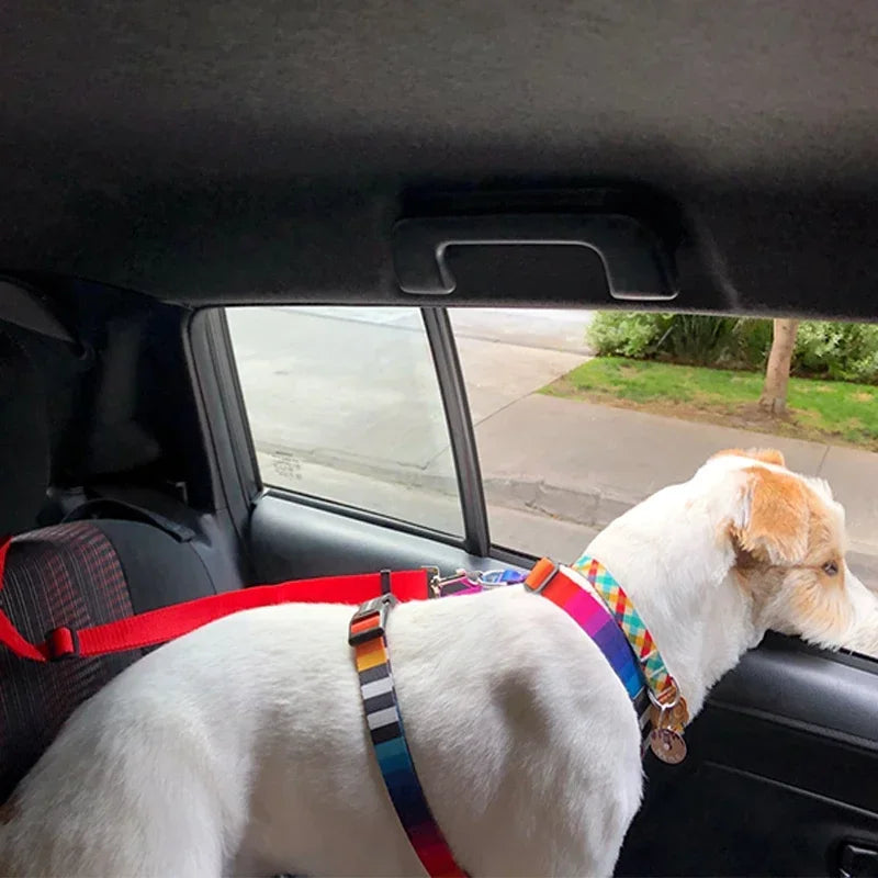 Ceinture de sécurité pour chien en voiture