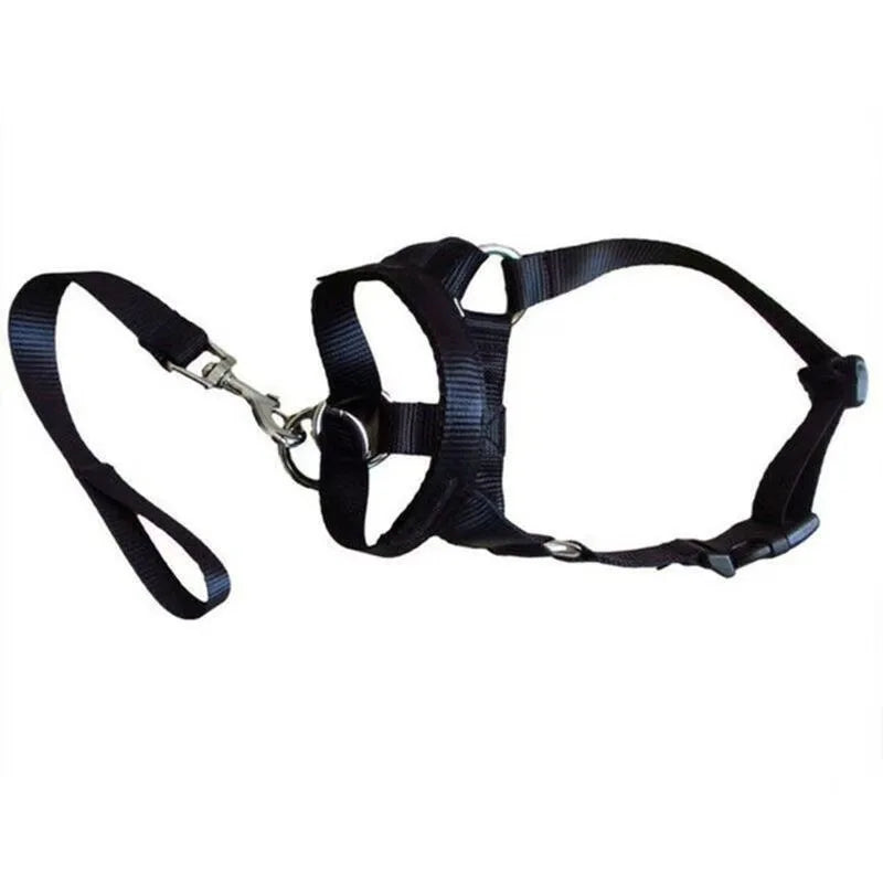 Collier pour chien, muselière
