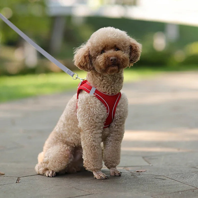 Ensemble harnais pour chiot