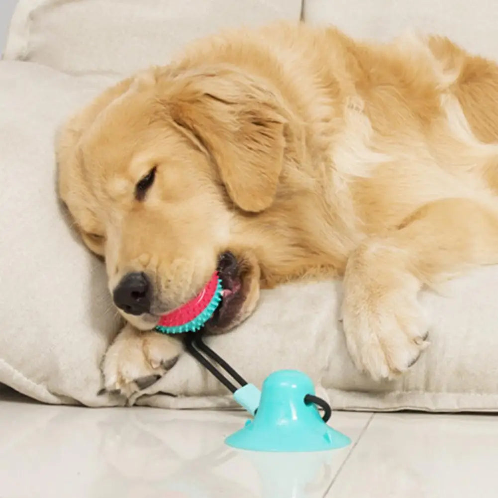 Jouet pour chien