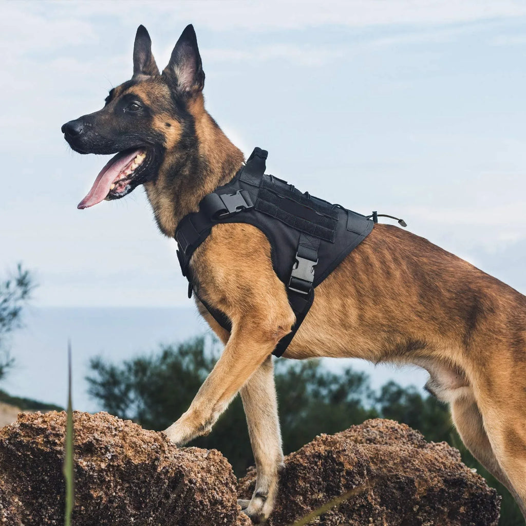 Harnais pour chien