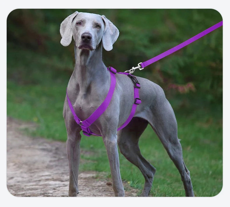 Harnais pour chien ajustable, souple et léger en forme de H, lavable