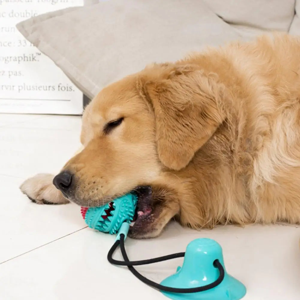 Jouet pour chien