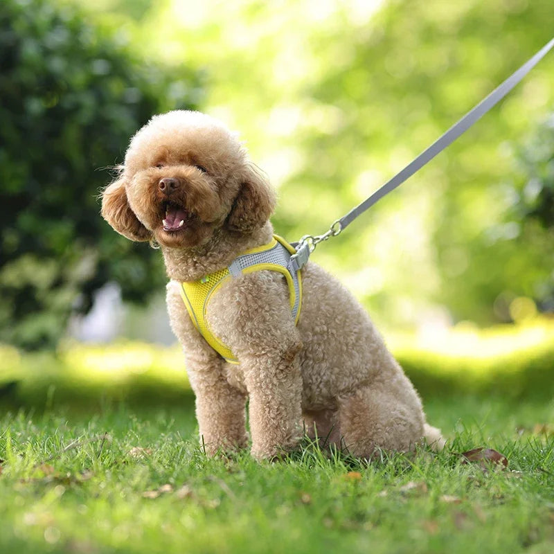 Ensemble harnais pour chiot
